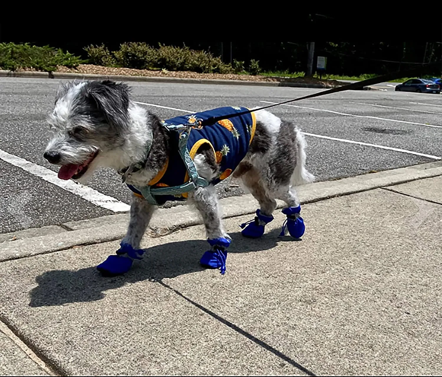 KUTKUT Dog Boots Paw Protector, Anti-Slip Dog Shoes Pet Booties with Reflective Straps for Small Dogs