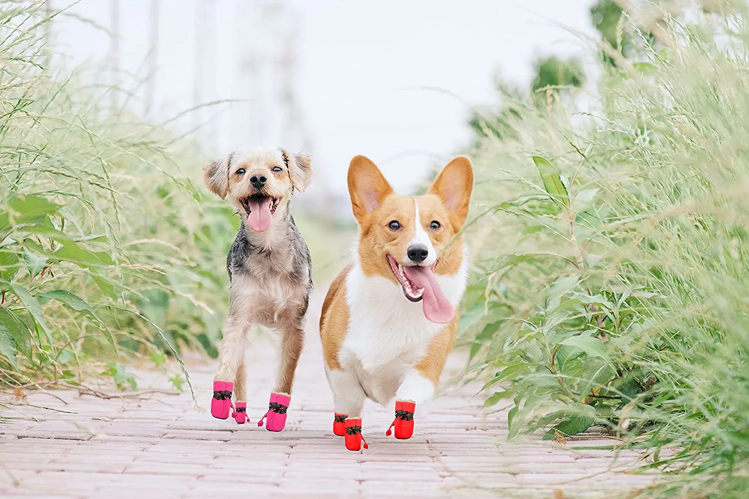 KUTKUT Dog Boots Paw Protector | Pack of 4pcs Anti-Slip Dog Shoes with Reflective Straps for Small Breed Dogs (Red)