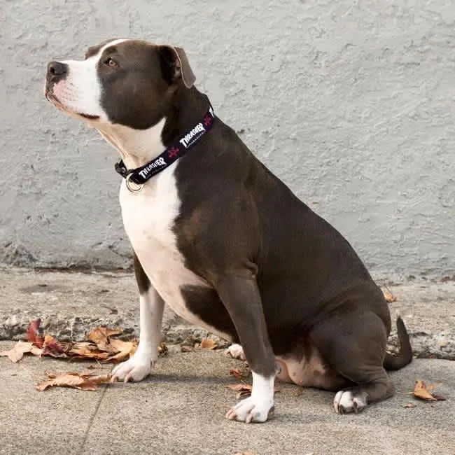 Thrasher Dog Collar Black